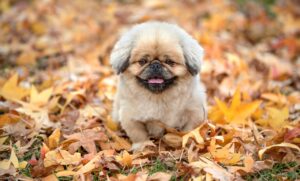 マッチングアプリの男女比はどのように影響するのか？