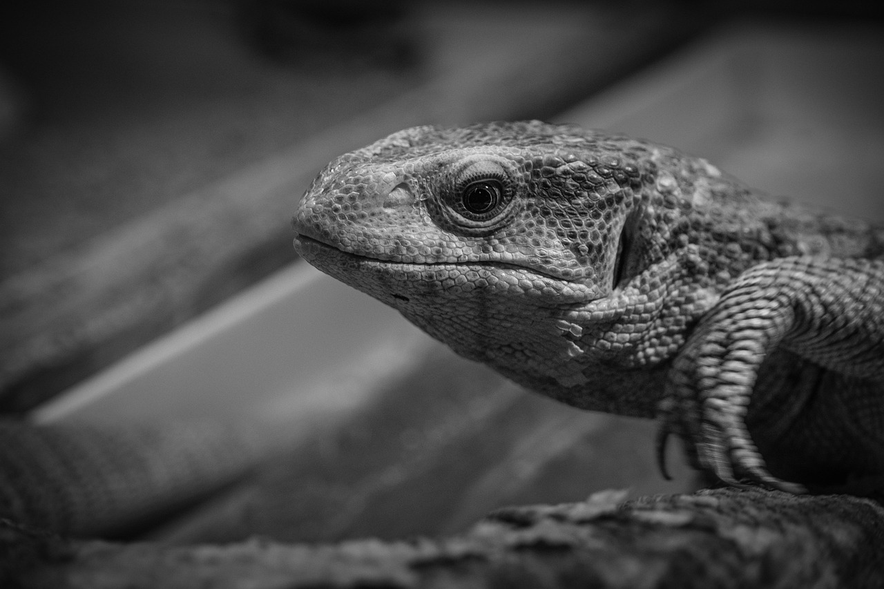 マッチングアプリで女性有料のメリットとは何か？