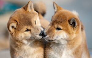 Pairsのエンゲージに関する口コミはどこで見つけられる？