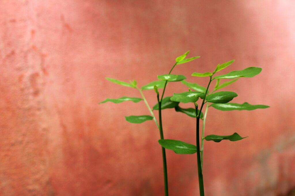 恋活と婚活の違いを徹底比較するとどんなメリットがあるの？