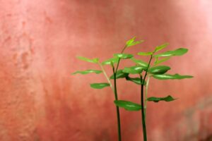 恋活と婚活の違いを徹底比較するとどんなメリットがあるの？