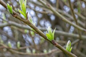 成婚できない原因とは何か？