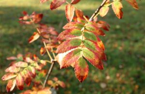 限定パーティーの種類を徹底比較してみましたが、どれが最適ですか？